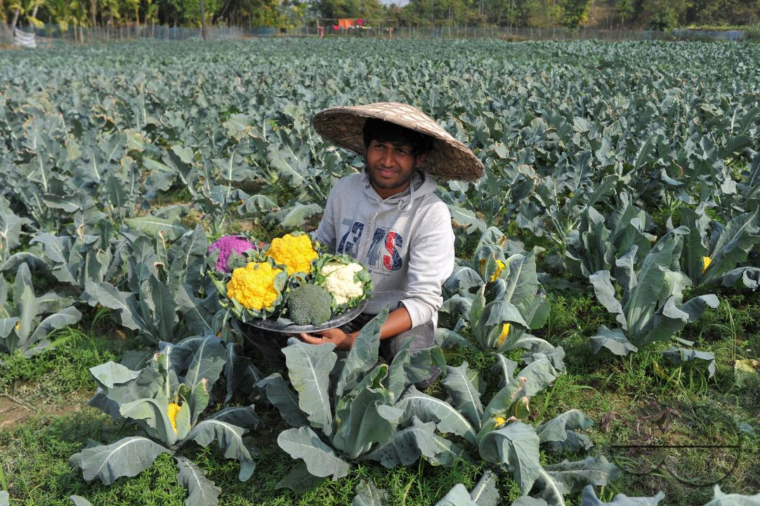 A young farmer with Valentina and Corotina, 2 varieties of cauliflower, which are Anti-diabetic and anti-cancer grown on his fields