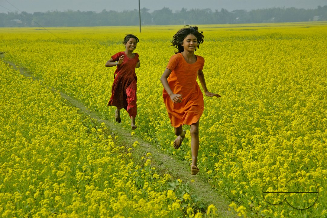 Mustard Field, Singair