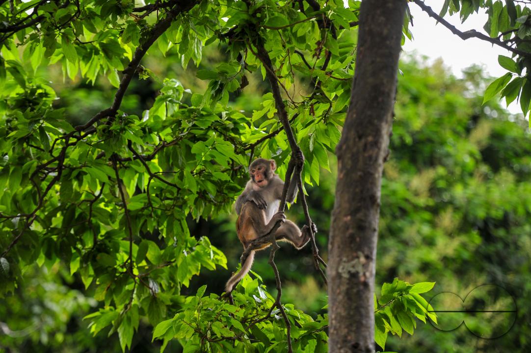 A Rhesus Macaque monkey at the geologist chasnipir (R) Shrine premises is Sylhet