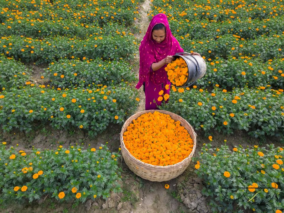 Marigold flowers at a flower garden in Jhikargacha upazila of Godkhali Union of Jessore