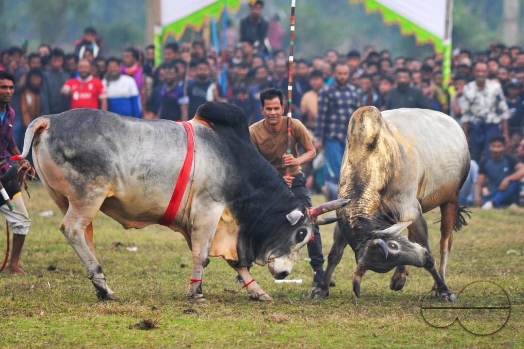 Two bulls competing in a huge bull fight organized by local residents at Khasarkandi field of Patli union of Jagannathpur upazila of Sunamganj district