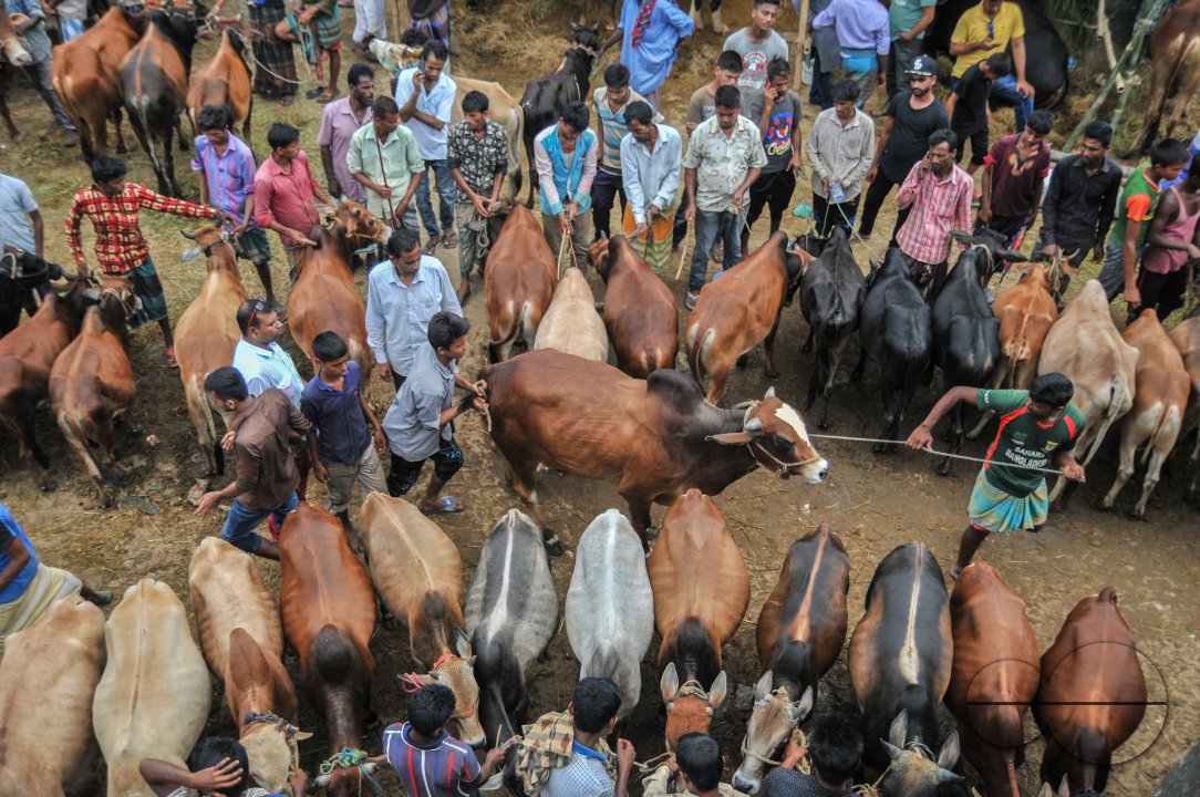 Cow Market