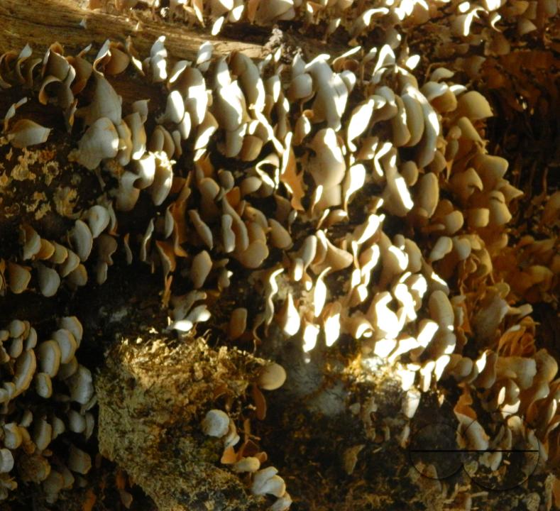 MWC052407