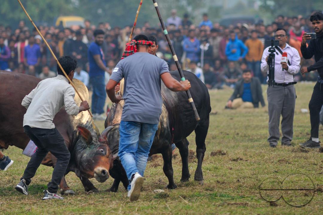 Two bulls competing in a huge bull fight organized by local residents at Khasarkandi field of Patli union of Jagannathpur upazila of Sunamganj district