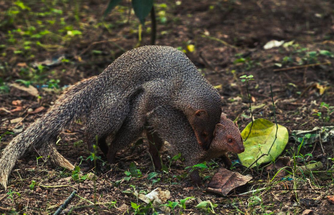 The mating pair of the Indian grey mongoose is in grassland at Tehatta, West Bengal