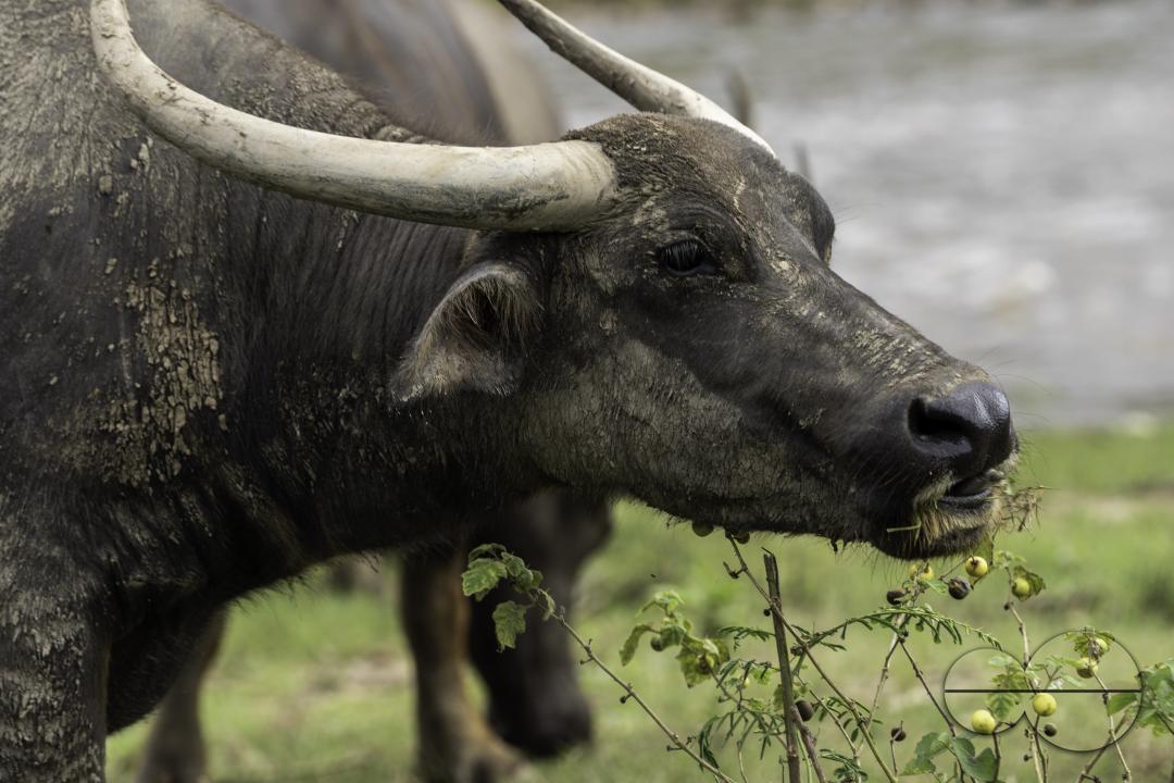 A Thai buffalo is eating grass on the field, at the Elephant Nature Park, a rescue and rehabilitation sanctuary for animals that have been abused and exploited, in Chiang Mai, Thailand.
