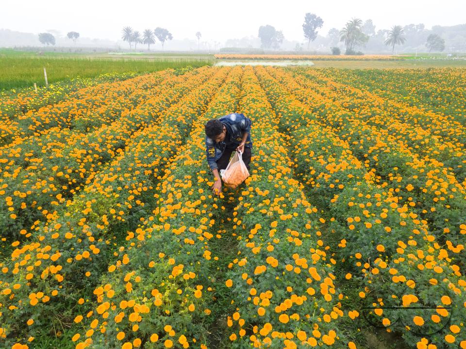Marigold flowers at a flower garden in Jhikargacha upazila of Godkhali Union of Jessore