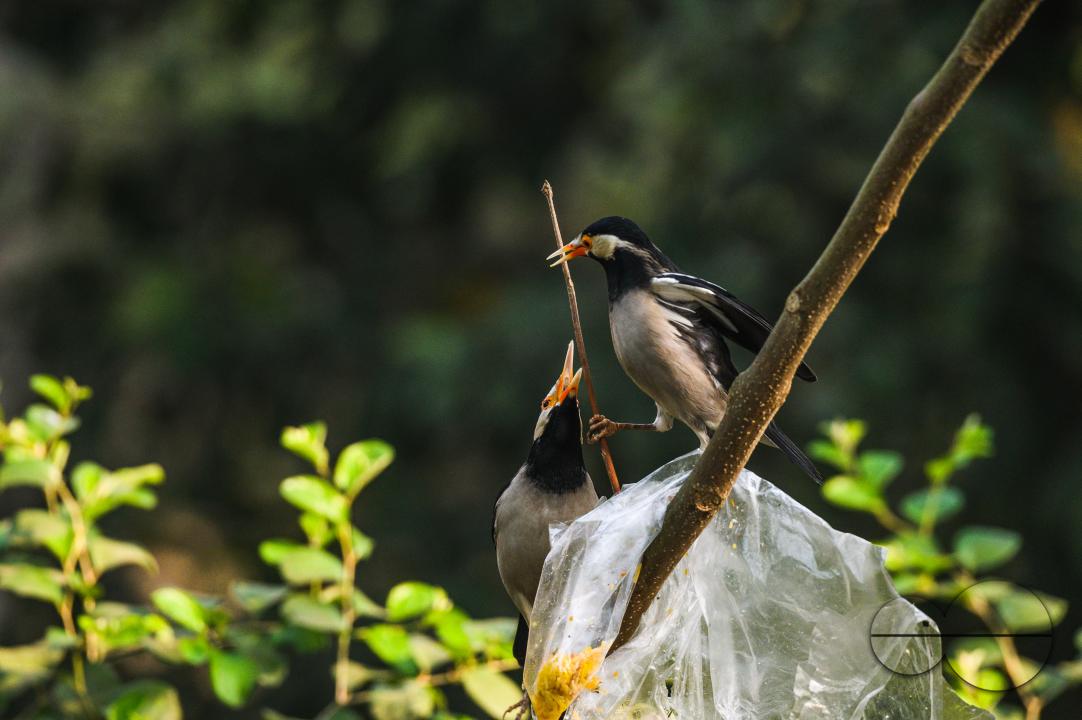 A  polythene bag of food is stuck on a tree