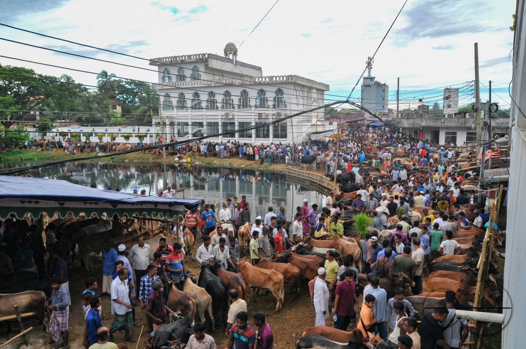 Cow Market