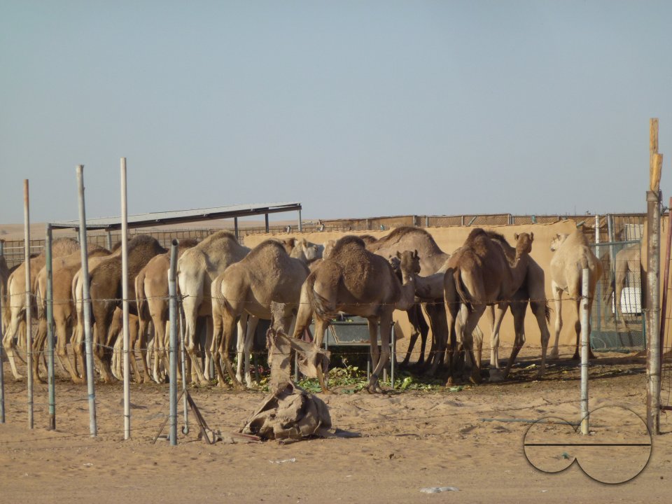 Holiday in Dubai