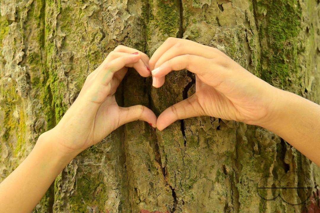 NSS (National Service Scheme) volunteers and school students of Netaji Subhas Vidyaniketan hug trees on the eve of World Nature Conservation Day