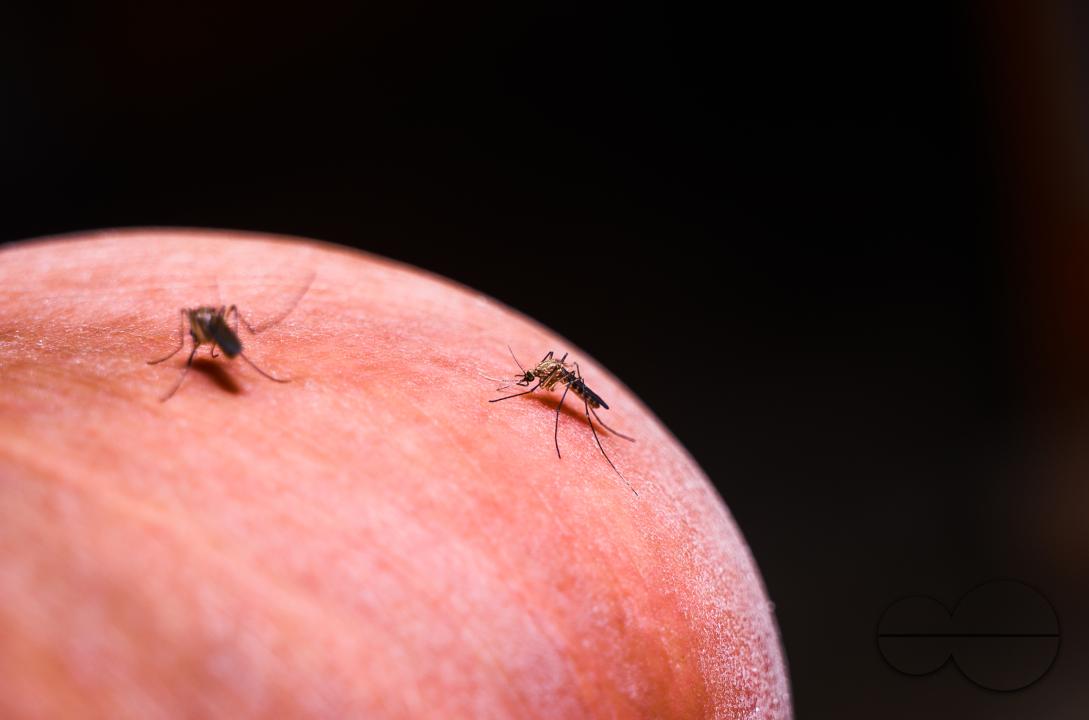 According to WHO's latest World Malaria Report, there were an estimated 249 million malaria cases in 85 malaria-endemic countries, and an increase of 58 per 1000 population risk and 608â000 malaria deaths worldwide in 2022