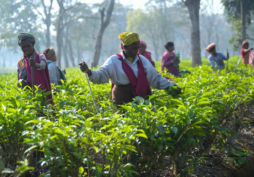 MWC045631