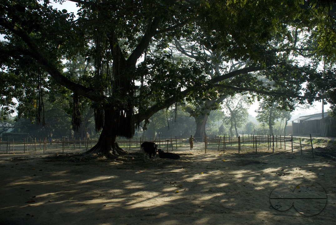 MWC018386