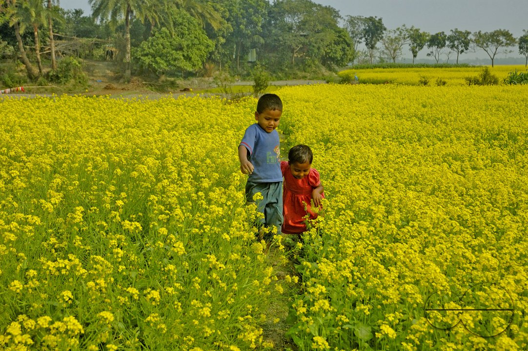 Mustard Field, Singair