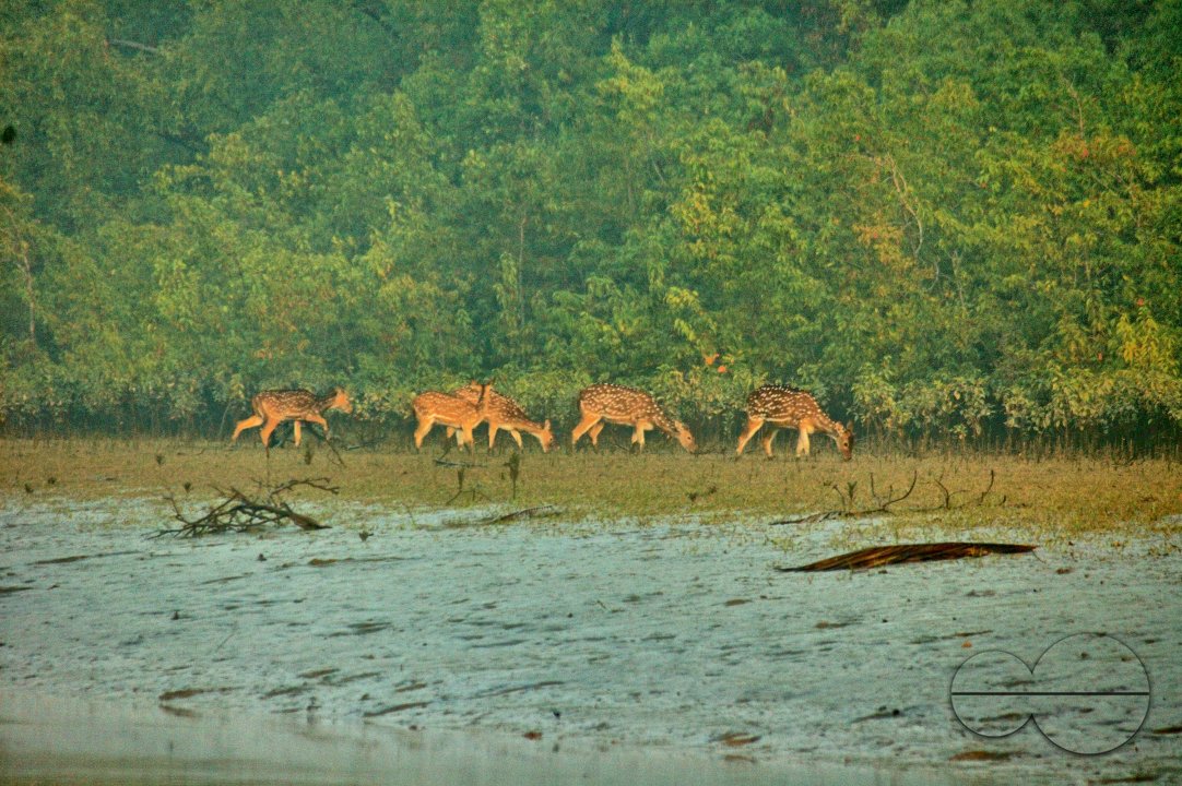 Sundarbans, Khulna, Bangladesh