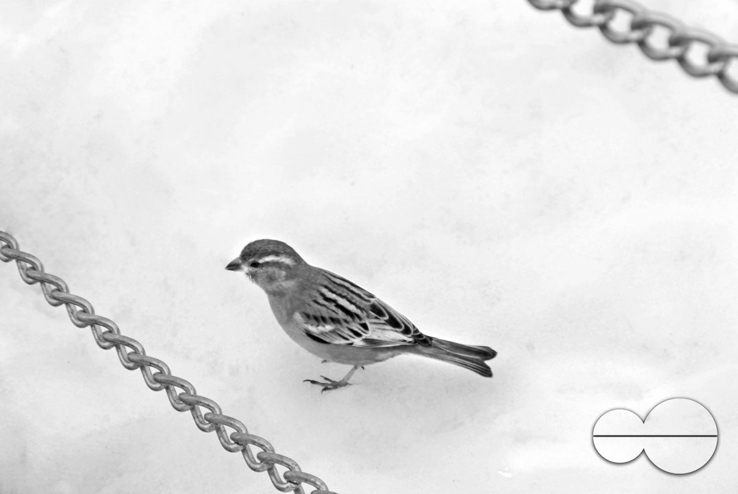 A sparrow on the snow, between chains, in Srinagar, Kashmir.