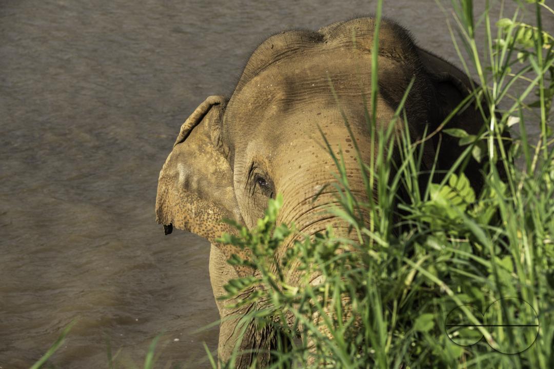 A portrait of a Thai elephant looking for leaves as food at the Elephant Nature Park, a rescue and rehabilitation sanctuary for animals that have been abused and exploited, in Chiang Mai, Thailand.