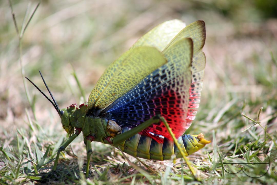A colourful grasshoper is seen eating grass in a field in Harare