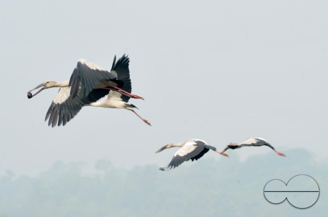 On a foggy winter morning in Jaintapur Upazila in the foothills of Meghalaya bordering Bangladesh, Snail-Shelled birds are roaming in Dibir Haor