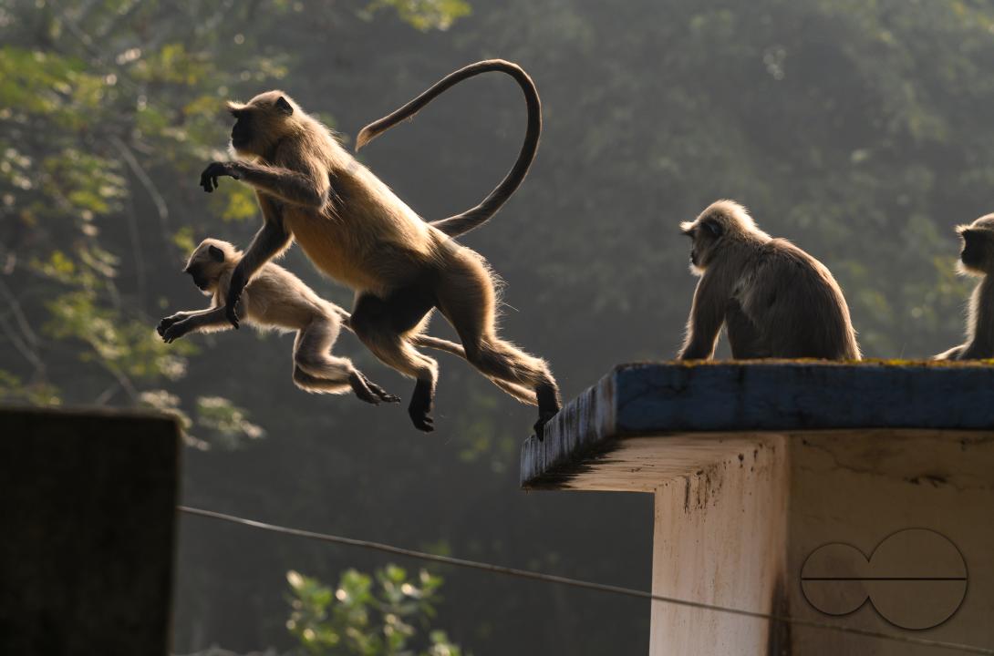 A group of hanuman langur or hanuman monkeys sunning themselves on the roof on an early winter morning, The adults sometimes lying down, while their young are kaking various gestures, some are trying to stand up and raise their arms or hang from the leav