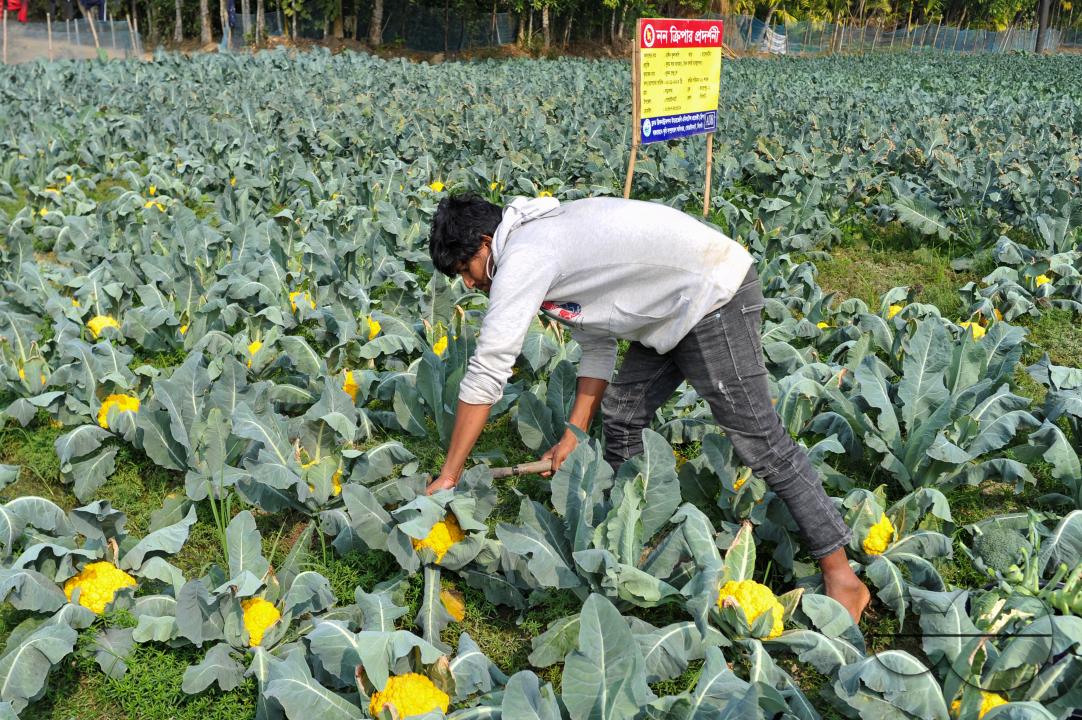 A young farmer with Valentina and Corotina, 2 varieties of cauliflower, which are Anti-diabetic and anti-cancer grown on his fields