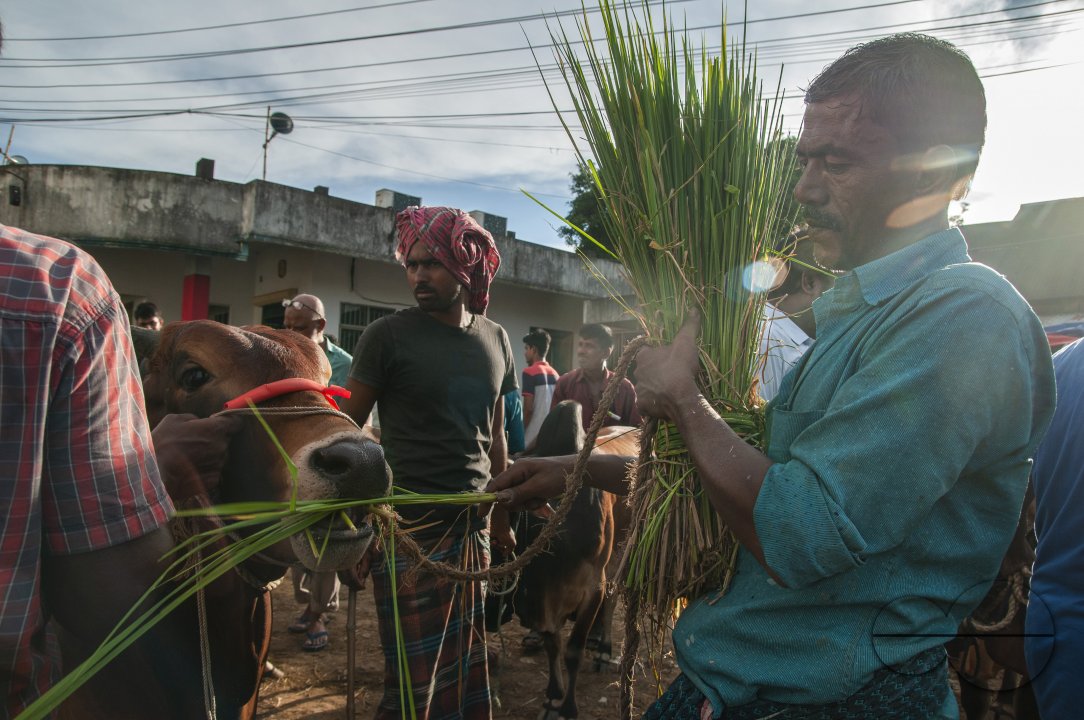 Cow Market