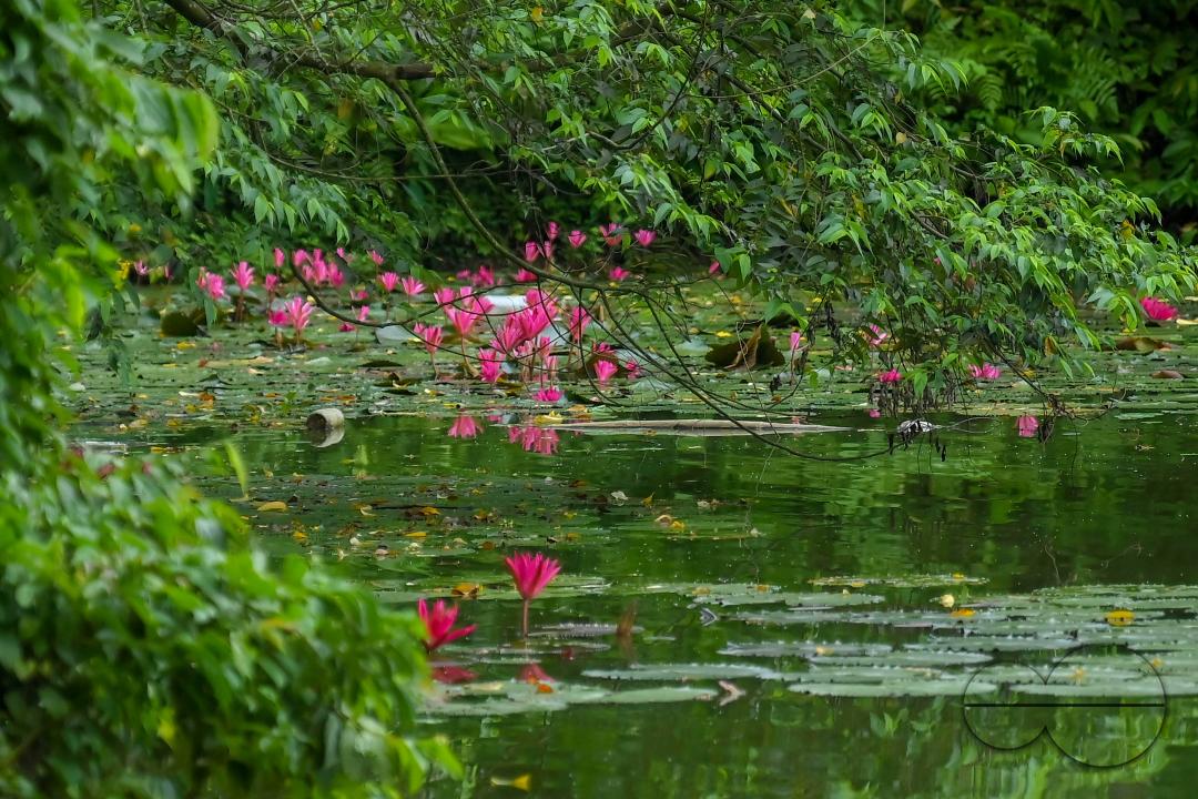 Monsoon flowers, water lotuses are blooming at the MBB College Lake at Agartala