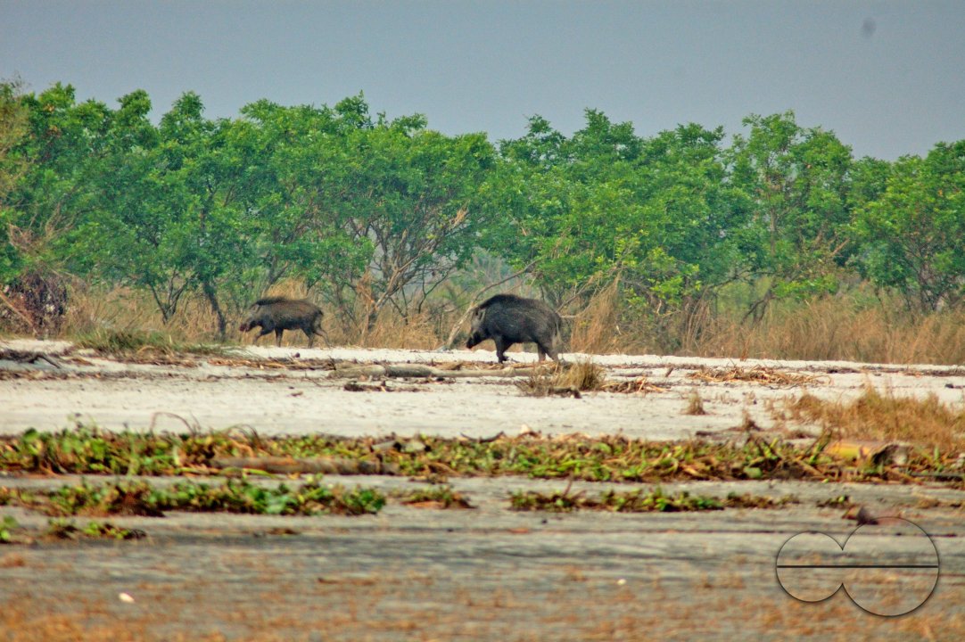 Sundarbans, Khulna, Bangladesh