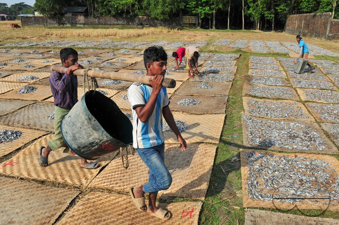 Workers are busy processing dried fish at the Lama Kazi area of Sylhet