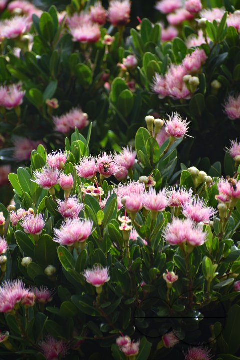 MWC031490