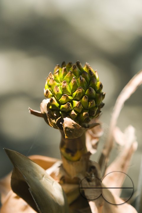 NIpa Palm: Golpata