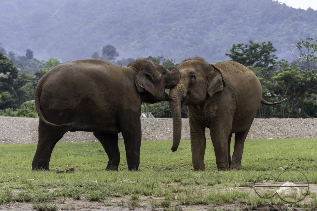 Two elephants are playing at the Elephant Nature Park, a rescue and rehabilitation sanctuary for animals that have been abused and exploited, in Chiang Mai, Thailand.