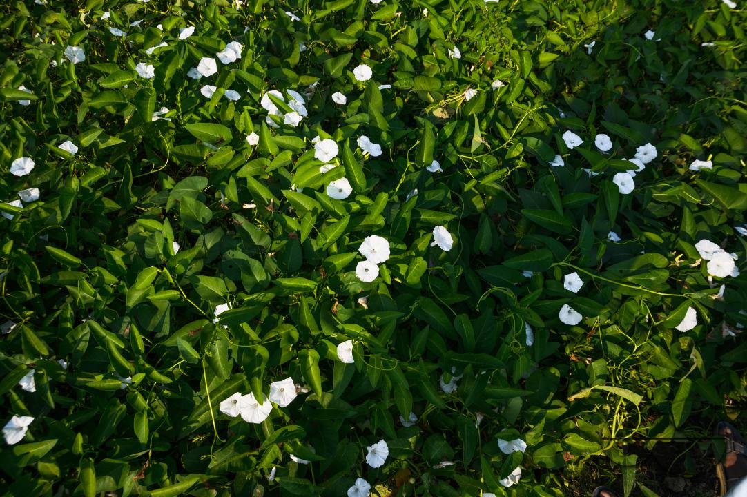 Water spinach is a semi-aquatic, tropical plant grown as a vegetable for its tender shoots