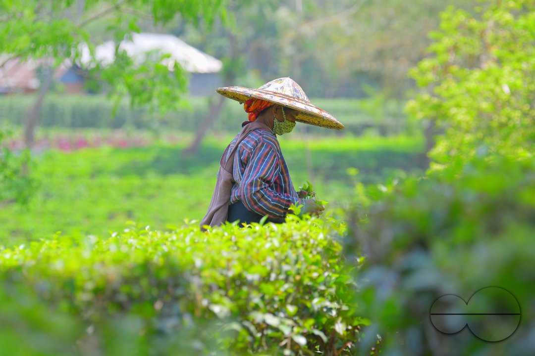 Tea garden workers during lockdown