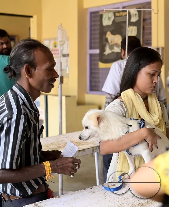 A dog is getting treatment and a vaccination on World Zoonoses Day in the State Veterinary Hospital at Agartala