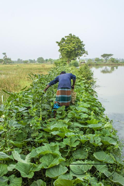 Bangladeshi farmers growing vegetables near a stream