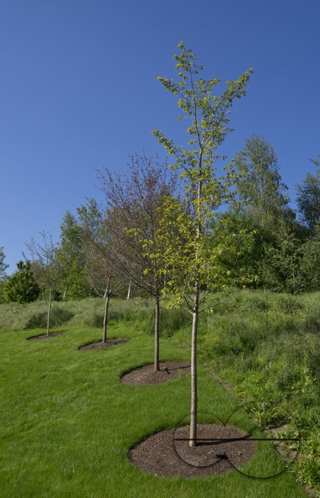 MWC038887