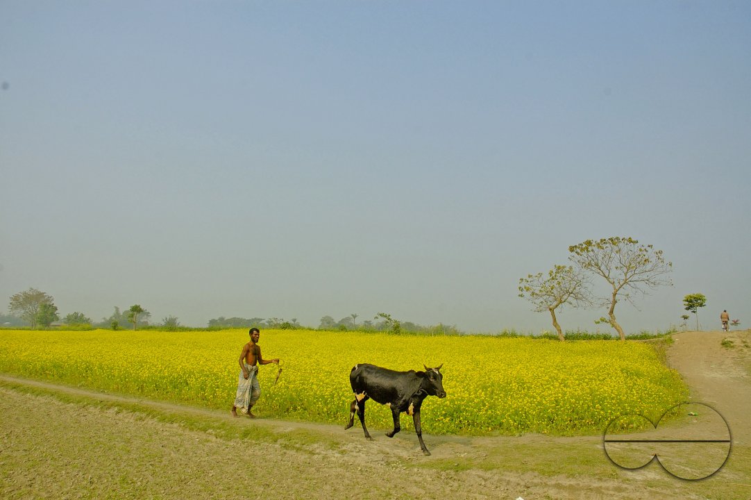 Mustard Field, Singair