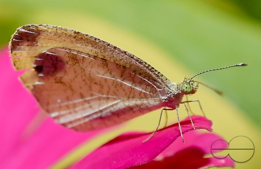 A butterfly is collecting nectar from a flower in Agartala