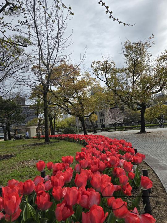 Tulips grow in orderly rows in the garden of the Hiroshima Peace Memorial park, Japan