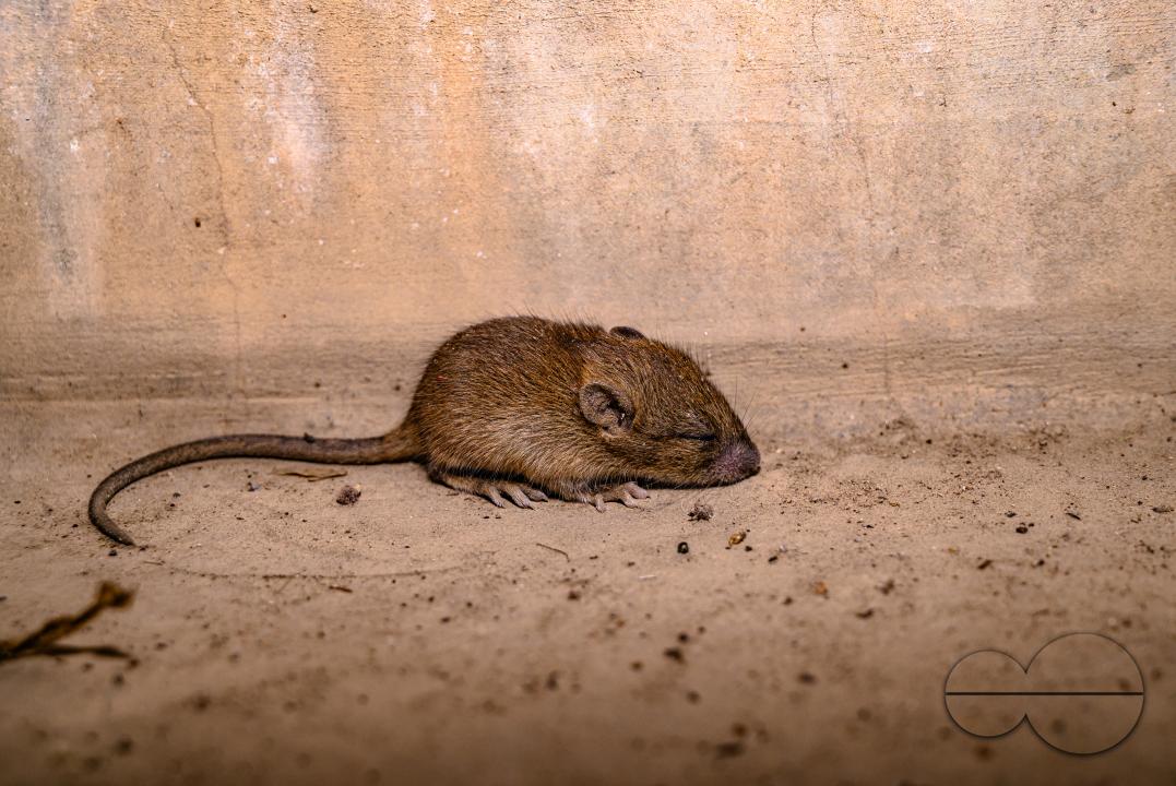 A sick house mouse rests under the stairs at Tehatta
