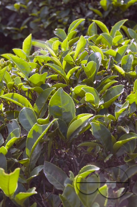 CHINA  Tea leaves  ready to harvest in Fujian province.