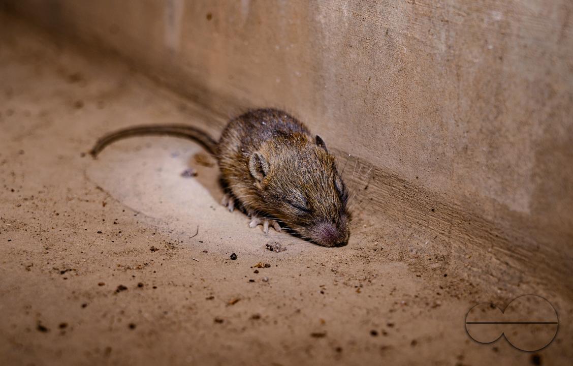 A sick house mouse rests under the stairs at Tehatta