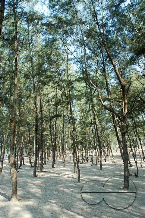 Tamarisk tree forest
