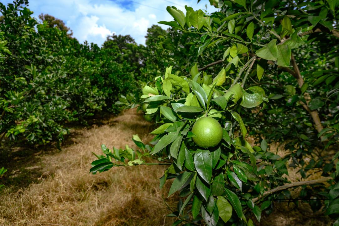 Sweet Malta Orange Fruit Plant or Sweet Malta Lemon is a delicious and easy-to-peel fruit; rich in vitamins, minerals, and antioxidants, and is generally described as tasting like molasses