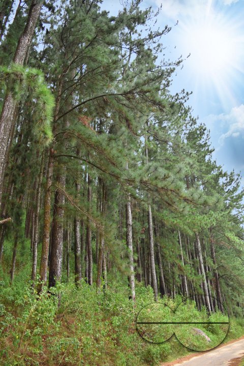 MWC031454