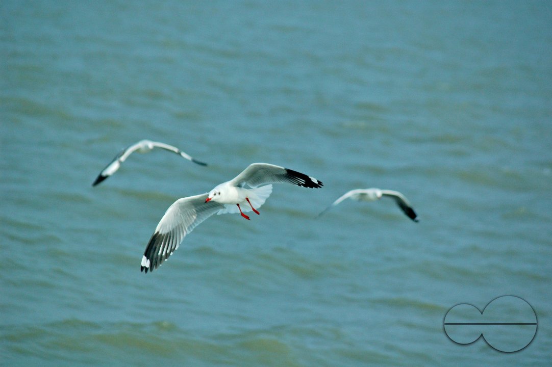 Sundarbans, Khulna, Bangladesh