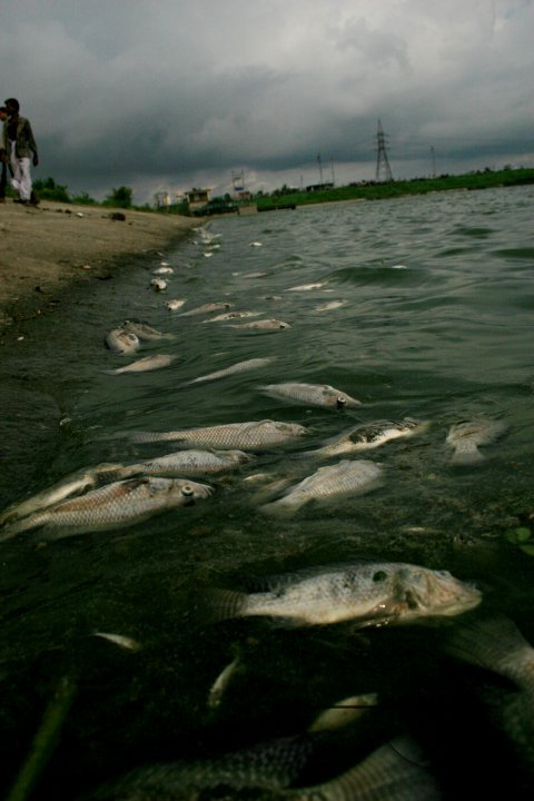 Poisonous fishes are destroyed