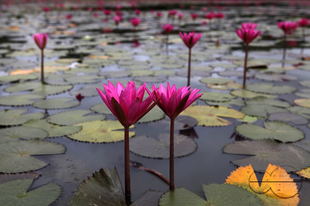 Red Water Lily